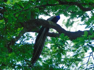 Fotka